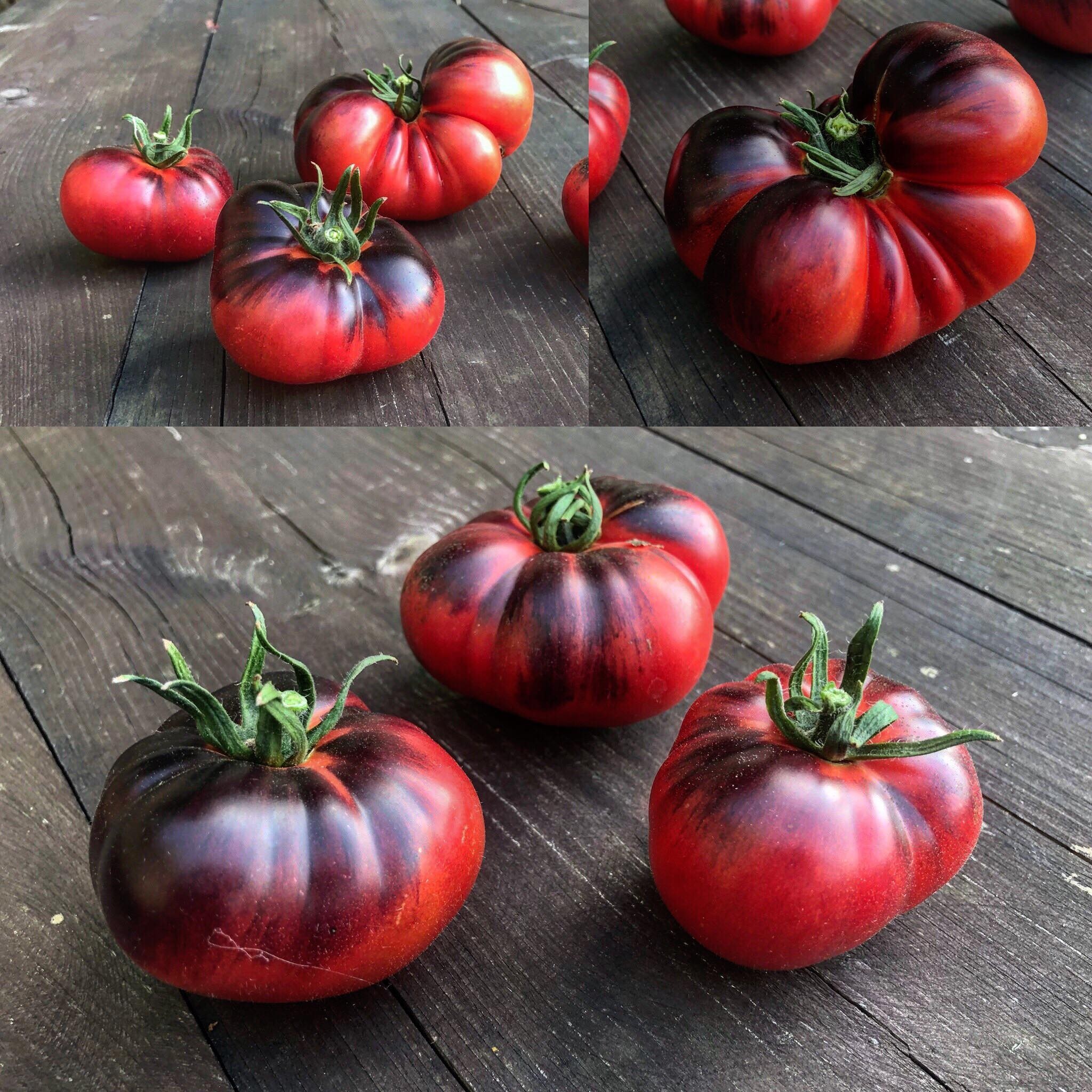 Tomate Indigo -Blue Beauty- 10 Samen